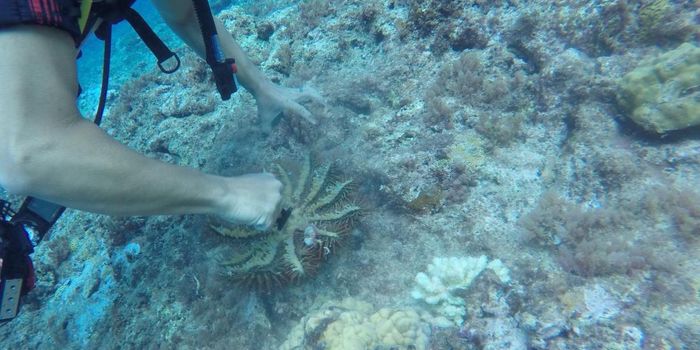 Marine Bacteria Found to Produce Toxic Compounds