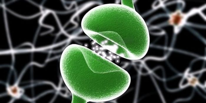 How the Endocannabinoid System was Discovered