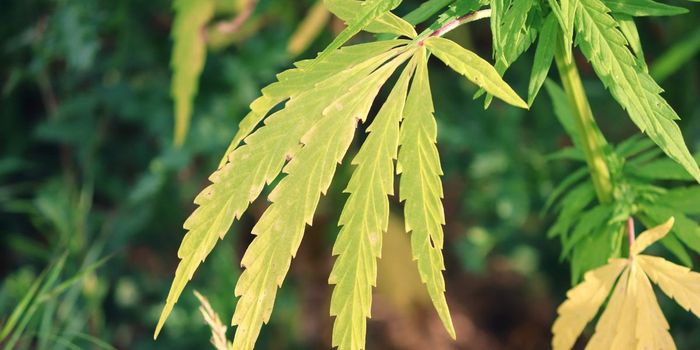 Can Cannabis Relieve Symptoms of Down Syndrome?