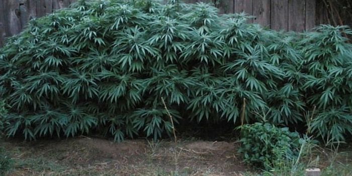 Cannabis for Concussion and CTE?