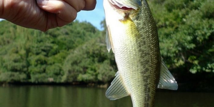 Antidepressants for Fish? Not Exactly.