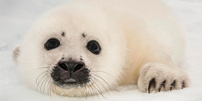 Plastic Pollution to Blame for Harp Seal's Untimely Death