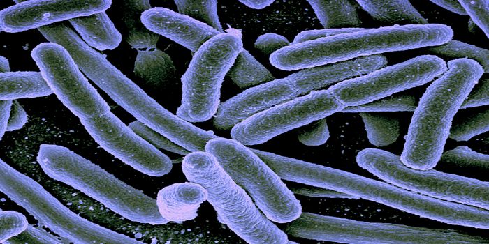 Gut Microbes that Release Histamine Worsen IBS Pain