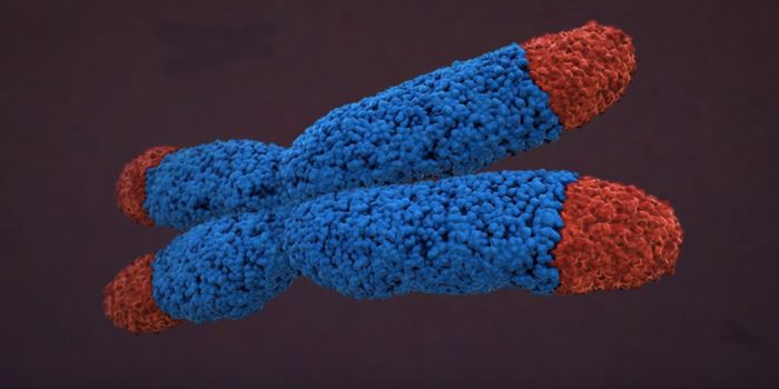 A Better Understanding of Telomere Length Throughout the Body