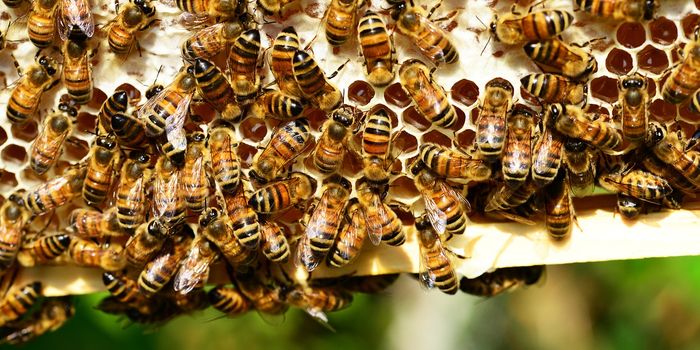 Bigger Honeybee Colonies Are Quieter Than Smaller Ones, Study Finds