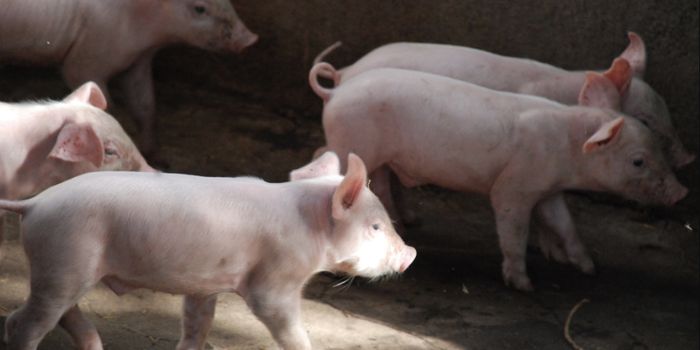 Retrovirus-free Piglets may Help Bring Transplant Organs to Patients