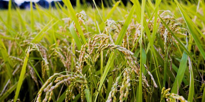 How To Keep Your Rice Arsenic-Free