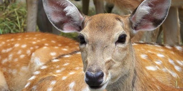 Are These Deer Becoming Zombies?