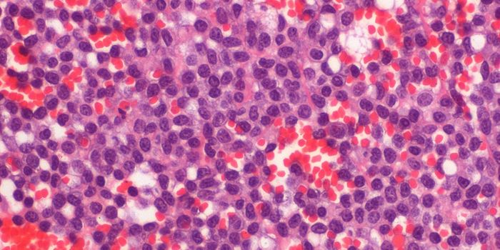 Two B Cells Types, Two Completely Different Life Roles