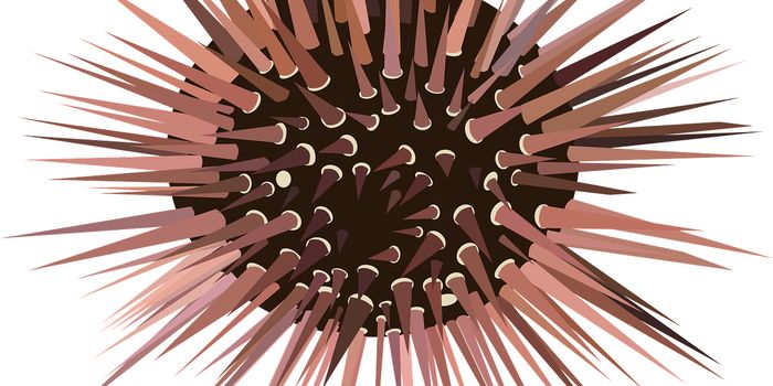 Climate Change Exposes Vulnerabilities with Red Sea Urchins in California