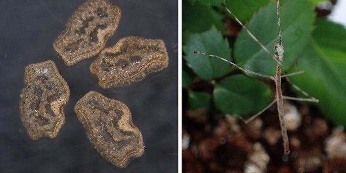 Birds May Drive Stick Insect Territory Expansion