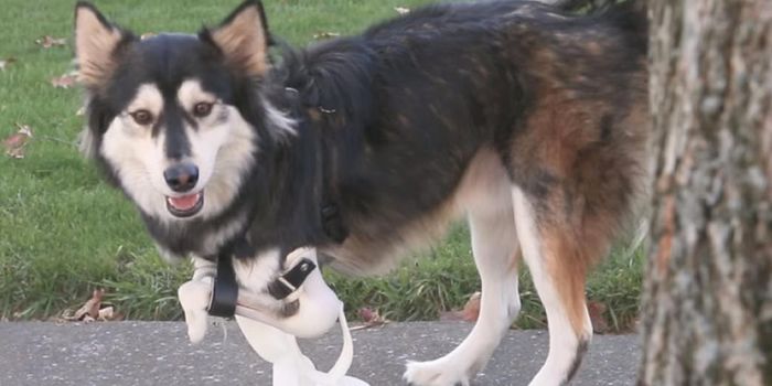 This Unlucky Dog Received a Stroke of Luck From 3D Printing