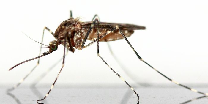 Cell Atlas of Mosquito Immunology Reveals New Avenues for Eradicating Malaria