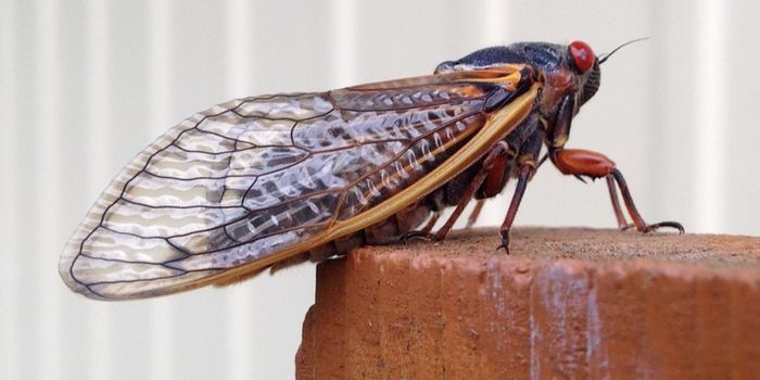 A Symphony of Cicadas is on the Way