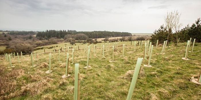 The Impact of Soil Saturation on Woodland Creation: Insights from UK Uplands