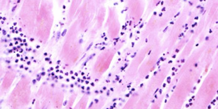 How Stem Cells Become Heart Cells