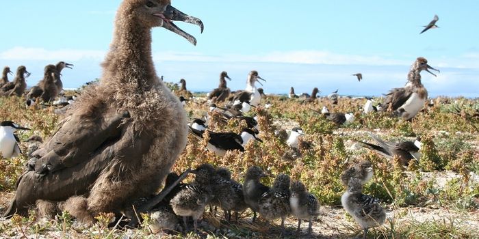 These Young Seabirds Must Learn to Fly or be Eaten by Sharks