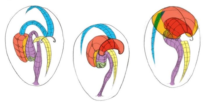The 'Blueprint' of Life Outlined in new Theory of Embryo Geometry