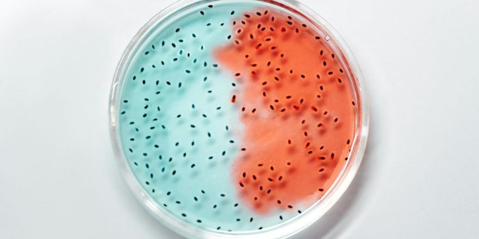 Common Stomach Bug Increases Alzheimer's Risk After 50