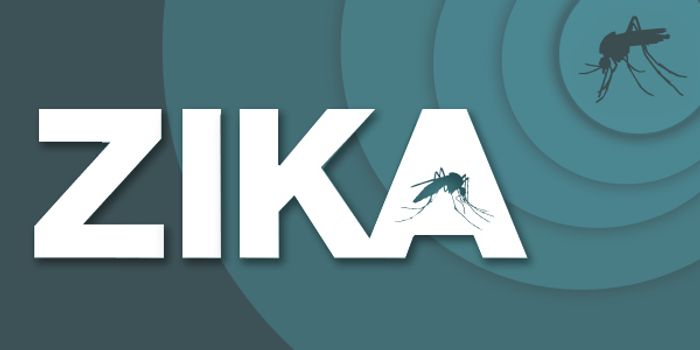 Scripps Florida Scientists Uncover New Facets of Zika-Related Birth Defects to Help Develop Treatment