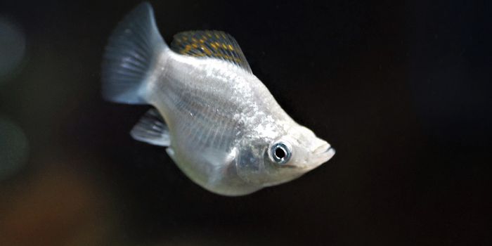 Fish Adapted to Toxins Pass Epigenetic Changes Onto Offspring