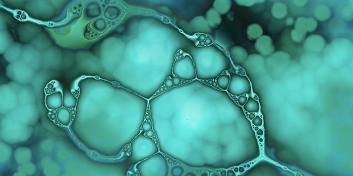 In a Major Advance, Scientists Reprogram Skin Cells to Become Placenta