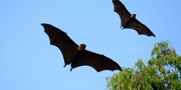 Bats Follow the Leader With Sonar Signals