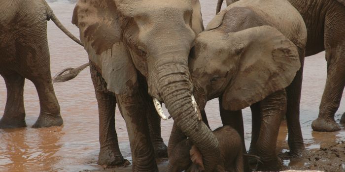 Elephant Orphans Respond Unpredictably to Poaching Risks