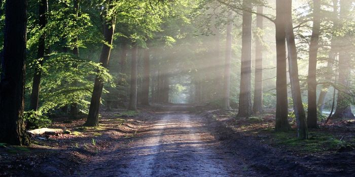 Promoting Well-being Behaviors Supports Mental Health