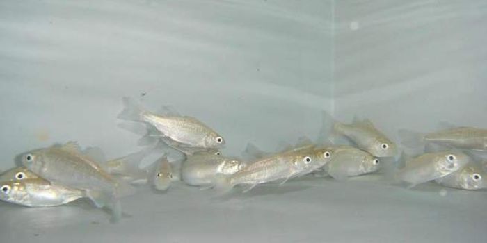 Rising Oceanic CO2 Levels Inhibit Olfaction in Fish