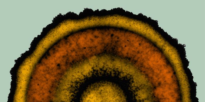 Cells in Bacterial Biofilms Can Form Complex Patterns