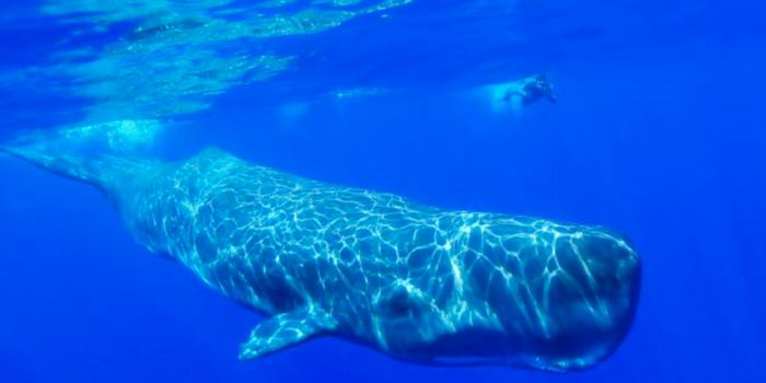 Sailors Strike it Rich After Finding $2.5M Worth of Sperm Whale Vomit