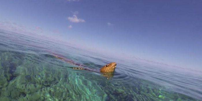 Sea Snake Vision Has Been Evolving for Millions of Years