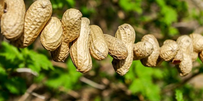New Blood Test Detects Peanut Allergy with 98% Specificity