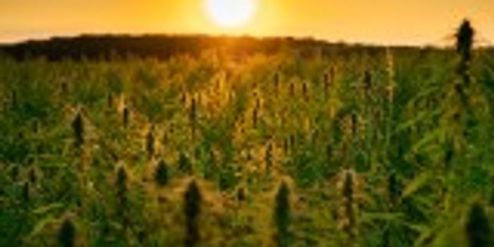 Can Hemp Be Used as Biofuel?