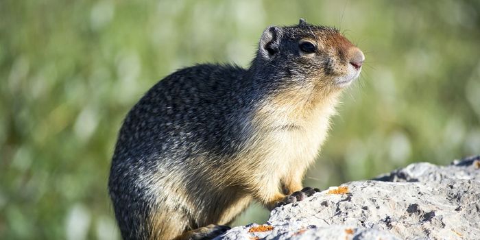 The Life of an Arctic Squirrel