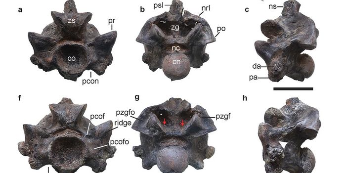 Vasuki: An Ancient Snake that was Longer Than a Bus