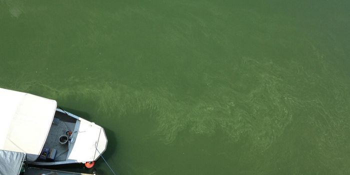 230 Novel Giant Viruses of the Ocean are Discovered