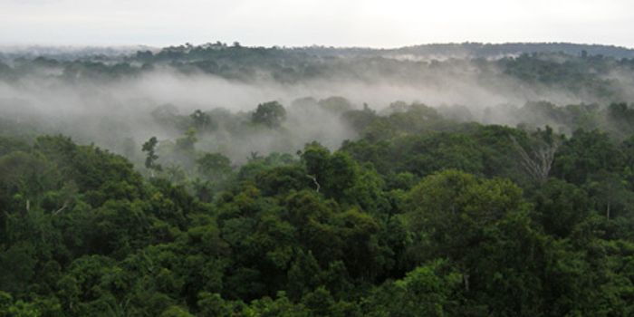 Los remedios del Amazonas: the medicine cabinet of the Amazon