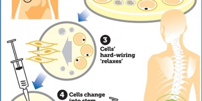 Landmark Stem Cell Discovery Has Bona Fide Regeneration Potential