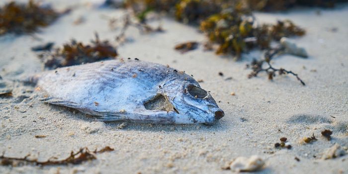 What Hurricane Michael means for Florida's red tide