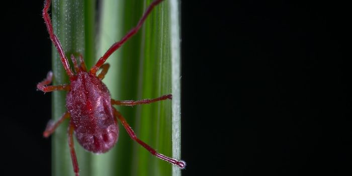Falling mite populations warn of global diversity crash
