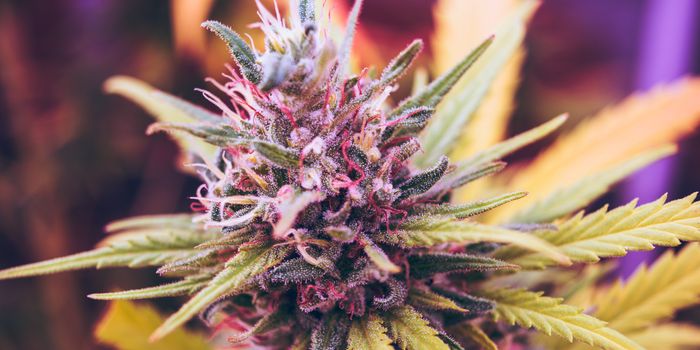 Sanobiotec Produces Reliable THCV