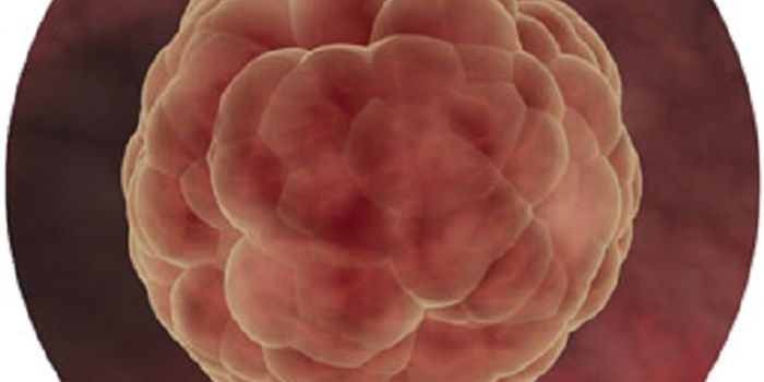 Chinese Scientists Genetically Altered Human Embryos