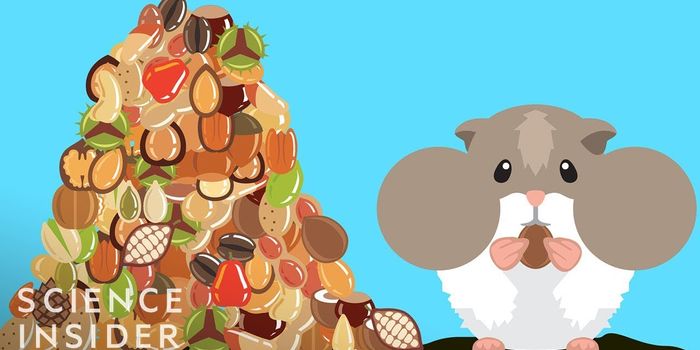 Here's How Hamsters Hold So Much Inside of Their Cheeks