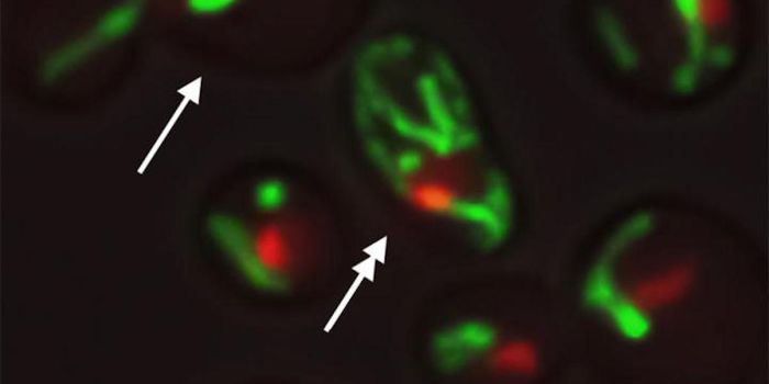 Researchers ID New Aging Pathways & Potential Ways to Alter Them