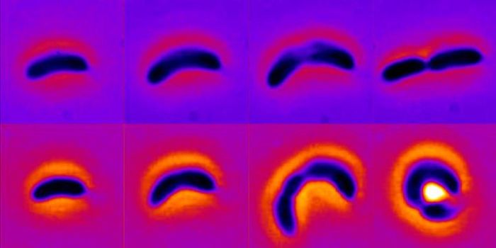 How Changing Shape Enables Bacteria to Avoid Antibiotics