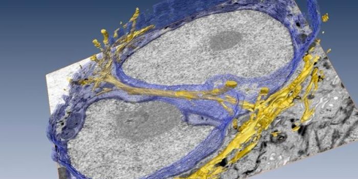Extracellular Fibers Observed Moving Through the Nucleus
