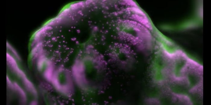 Coral Reef-Building Organisms Capture First Place in Small World Competition