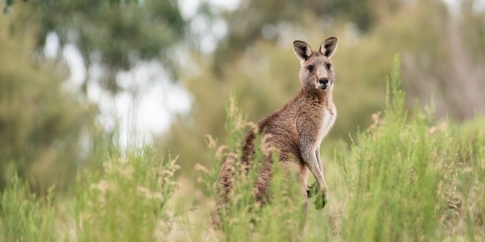Turning an Invasive Weed Into a Beneficial Crop